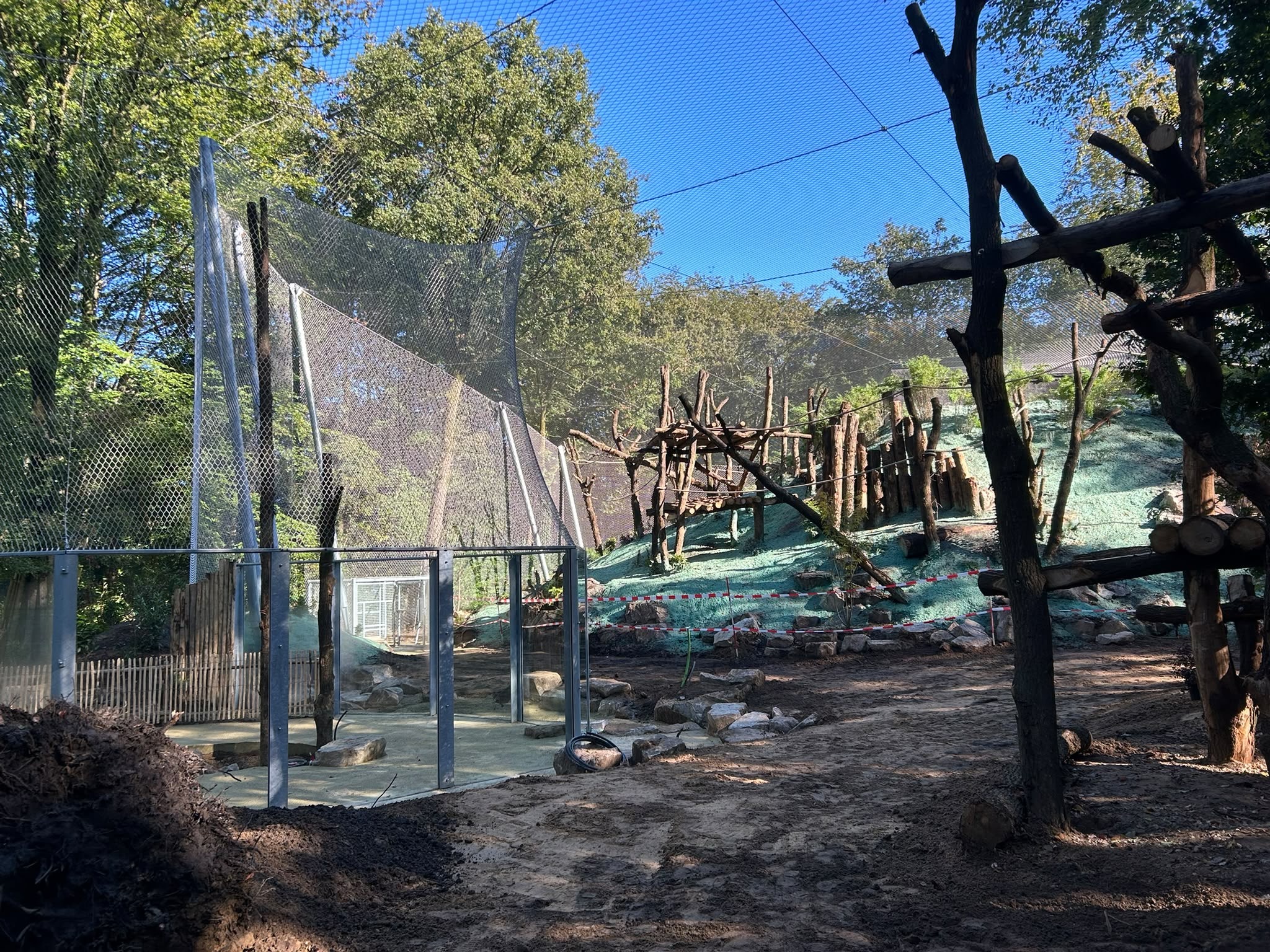 Chimpansee — DierenPark Amersfoort